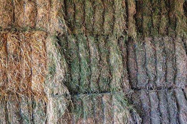 Forage grasses — illustrative biomass quality photograph