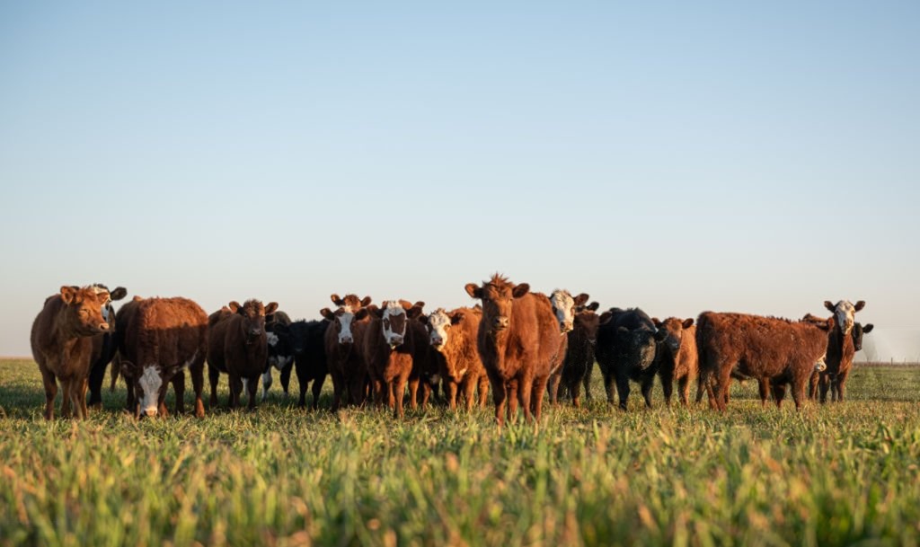 Cattle grazing in a field