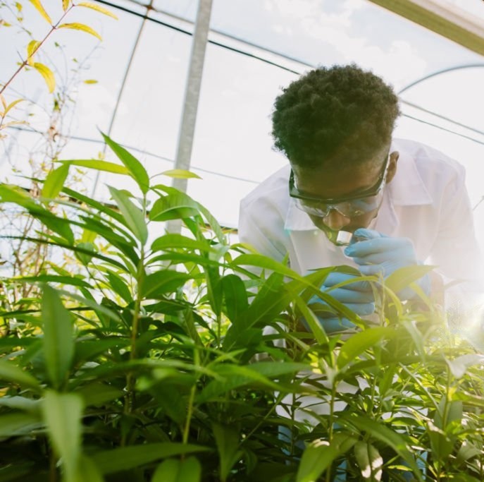 Plant phenotyping research
