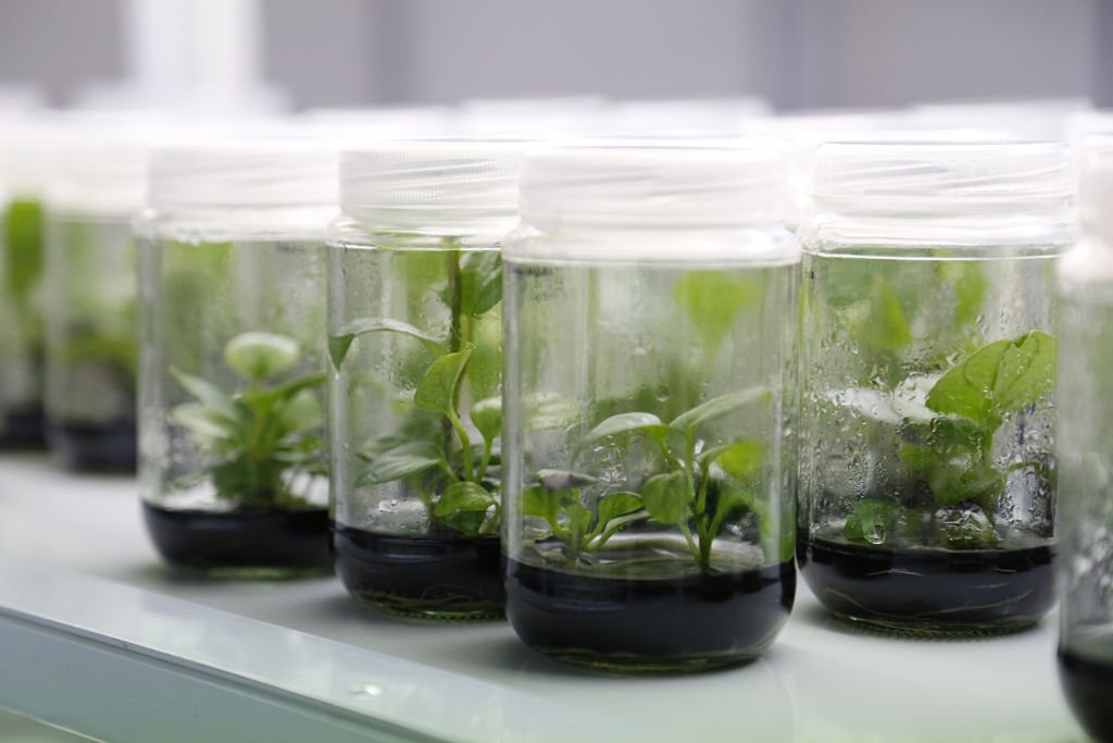 Plant tissue culture research